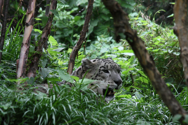 Ein weißer und schwarzer Tiger sitzt auf dem Gras mit offenem Mund