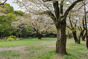 Ein Park mit Kirschblüten im Vollblüte, umgeben von saftigem Grün, Gras, Pflanzen und Bäumen, mit Bänken verteilt und einem Pfahl im Vordergrund, unter einem sichtbaren Himmel.
