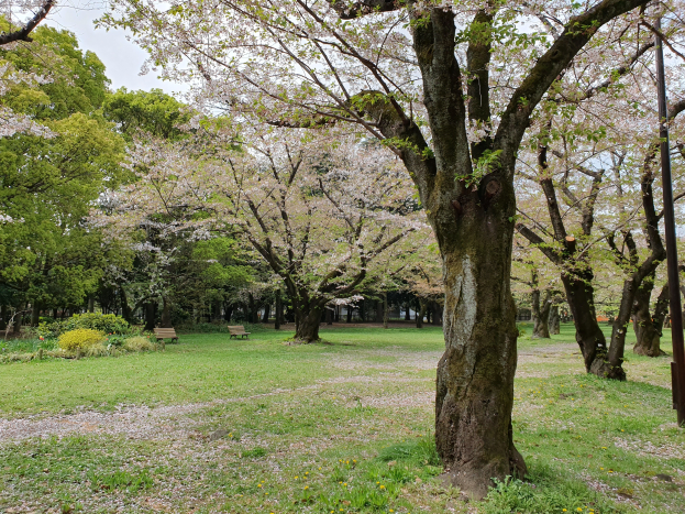 Ein Park mit Kirschblüten im Vollblüte, umgeben von saftigem Grün, Gras, Pflanzen und Bäumen, mit Bänken verteilt und einem Pfahl im Vordergrund, unter einem sichtbaren Himmel.
