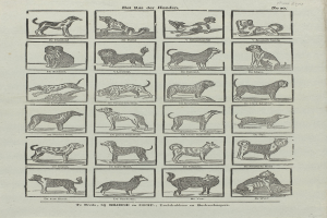 Ein altes Buch, das auf einer Seite mit Abbildungen verschiedener Hundewelpen und begleitendem Text aufgeschlagen ist.