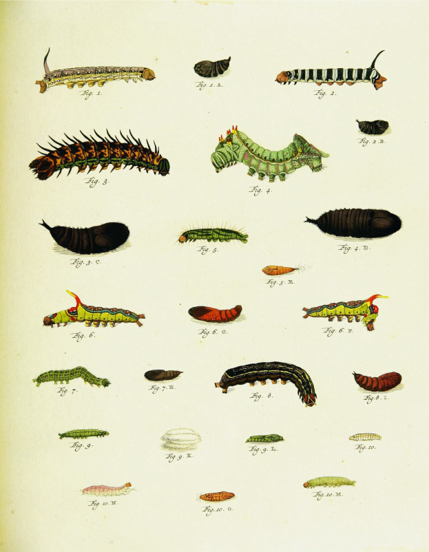 Eine Buchseite mit detaillierten Illustrationen verschiedener Raupen in verschiedenen Formen, Größen und Farben von leuchtend bis dezent.
