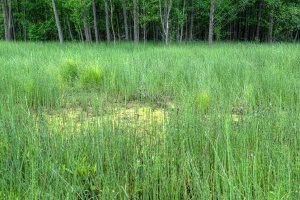 Ein landwirtschaftlicher Hof mit Bäumen oben im Bild.