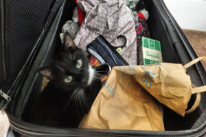 Ein Koffer voller Klamotten und eine Katze darin.