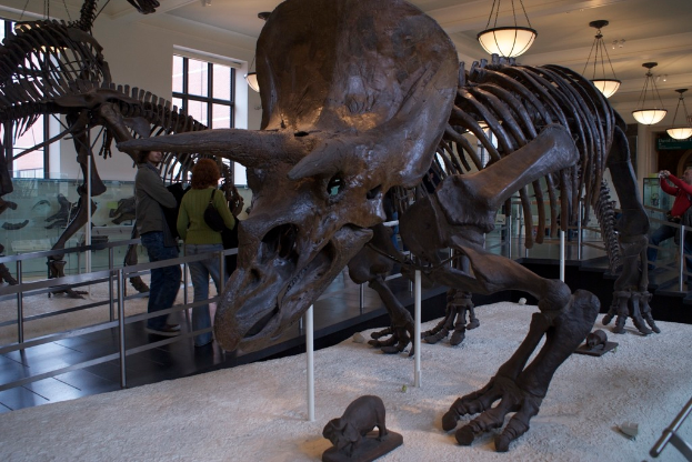 Eine Dinosaurier-Ausstellung in einem Museum mit einem Eisengeländer davor, zwei Personen daneben, einer weißen Wand und Fenstern rechts und Lampen oben.