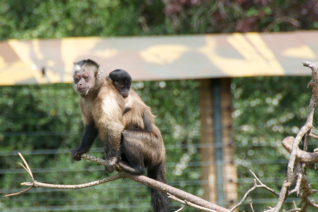 Ein Affe und sein Baby auf einem Ast.