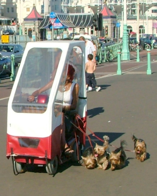 Person in einem Fahrzeug sitzend mit Gurten an Hunden befestigt, mit Gebäuden und Fahrzeugen im Hintergrund.