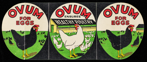 Schwarzes Plakat mit Bildern von Hennen in verschiedenen Posen und Text, der "ovum for eggs - gesunde Geflügel" lautet, in fetter Schrift mit einem weißen Rand.