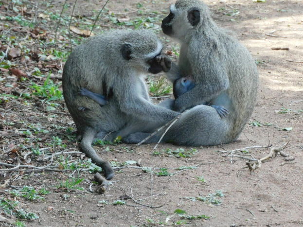 Zwei Grüne Meerkatzen, eine mit einem Baby, sitzen auf dem Boden im Kruger-Nationalpark, umgeben von grünem Gras und Zweigen.