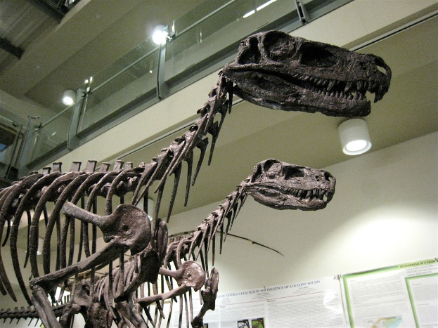 Zwei Tyrannosaurus-Rex-Skelette auf dem Boden, mit Postern an den Wänden, Lampen an der Decke und Glasgeländer im Hintergrund.