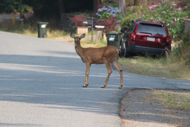 Ein Hirsch überquert eine Straße vor einem Haus, mit einem rechts geparkten Auto und Bäumen, Pflanzen, Blumen und Mülltonnen im Hintergrund.