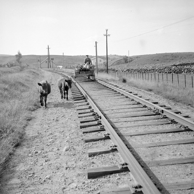 Schwarzes und weißes Foto von zwei Kühen, die auf den Eisenbahnschienen laufen, mit einer Person auf einem Fahrzeug im Vordergrund, Gras und einem Zaun auf beiden Seiten der Schienen und Häusern, Bäumen, Polen und Himmel im Hintergrund.