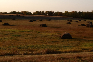 Ein Campingplatz mit zahlreichen Zelten in der Mitte, umgeben von Bäumen im Hintergrund und Gras unten.