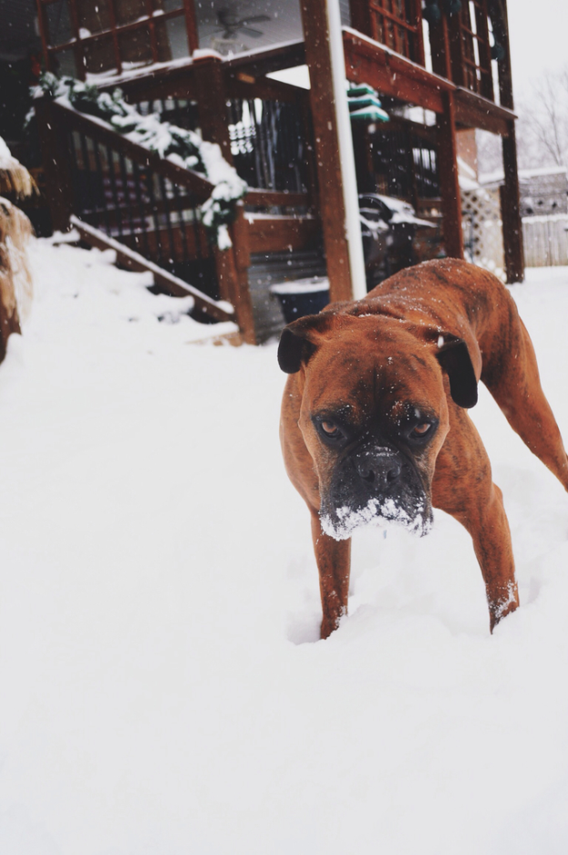 Ein Hund steht im Vordergrund mit Schnee unten und Häusern im Hintergrund.