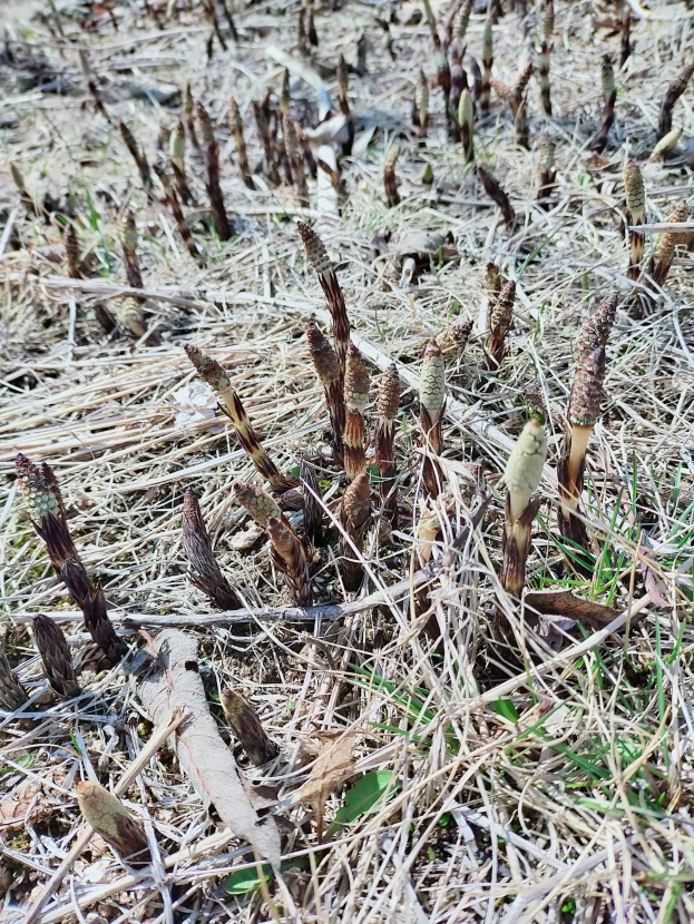 Ein Spargelfeld mit wachsenden Pflanzen im trockenen Gras, mit sichtbaren Stängeln zwischen den Blättern.