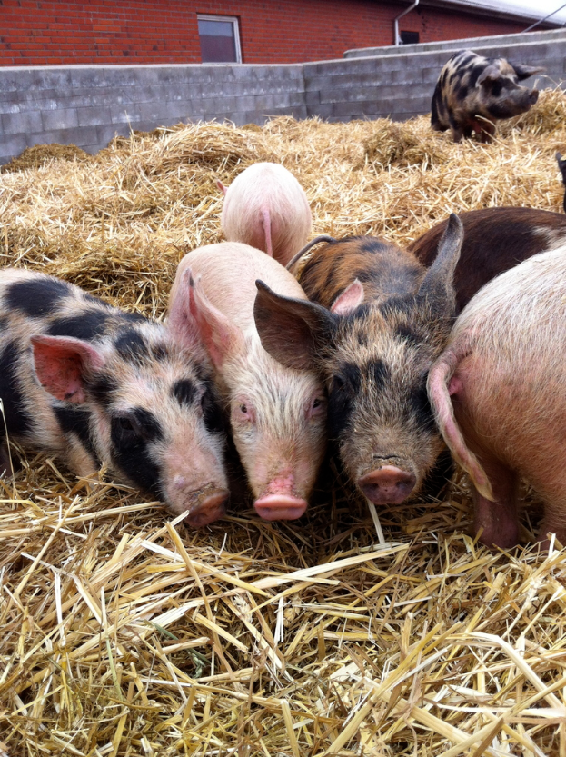 Schweine in der Mitte, trockenes Gras unten, ein Haus im Hintergrund und eine Wand.