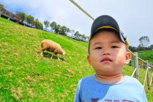 Ein Schaf grast auf der linken Seite des Bildes, waehrend ein Junge in einem T-Shirt und einer Kappe auf der rechten Seite schaut, mit Baumen und einem Himmel im Hintergrund.