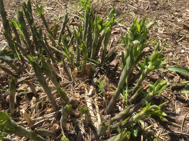Ein Nahaufnahme von Spargelpflanzen, die im Boden wachsen und grüne Blätter und Stiele zeigen.