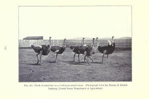 Eine Gruppe von Straußen auf einer Kalifornischen Straußenfarm, mit einem Zaun, einem Haus und dem Himmel im Hintergrund und Text unten.