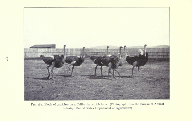Eine Gruppe von Straußen auf einer Kalifornischen Straußenfarm, mit einem Zaun, einem Haus und dem Himmel im Hintergrund und Text unten.