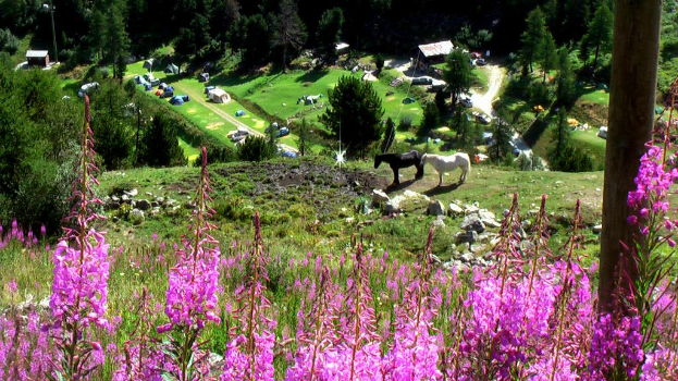 Zwei schwarze und weiße Pferde stehen in einem Feld mit pinken Blumen unten, Bäumen, Häusern und Gras im Hintergrund.