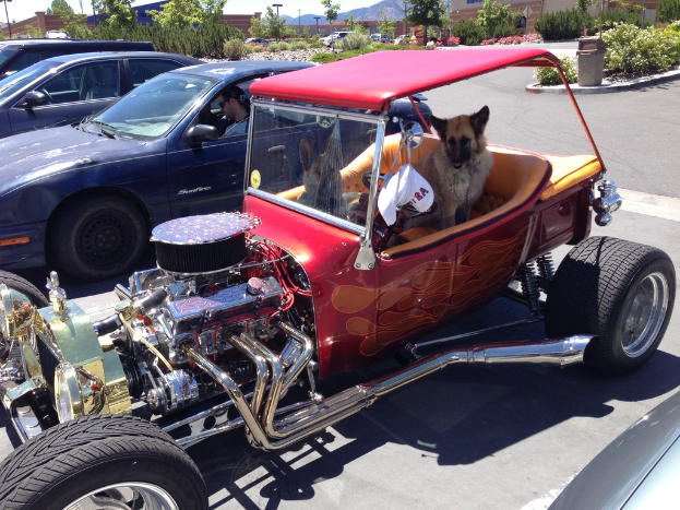 Ein Fahrzeug auf einer StraÃŸe mit zwei Hunden darin, umgeben von ein paar anderen Autos, mit BÃ¤umen, Masten, HÃ¤usern und HÃ¼geln im Hintergrund.