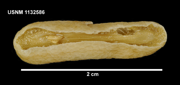 Eine Nahaufnahme einer einzelnen Erdnuss in der Mitte des Bildes, mit Text oben und unten, alles vor einem schwarzen Hintergrund.