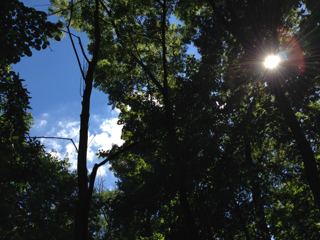Hellicht strahlt durch einen dichten Wald hoher Bäume und erhellt den Himmel.