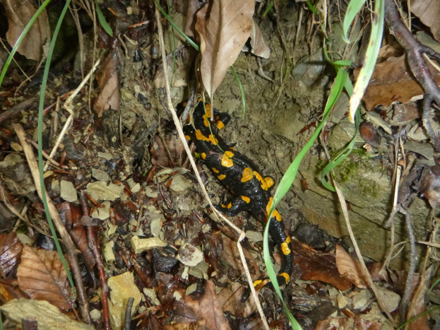 Ein europäischer Feuersalamander sitzend auf dem Boden in einem waldigen Gebiet umgeben von trockenen Blättern, Zweigen und Pflanzen.