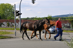 Eine Person führt zwei Pferde an der Straße, während im Hintergrund ein Auto, ein Zaun und Bäume zu sehen sind.
