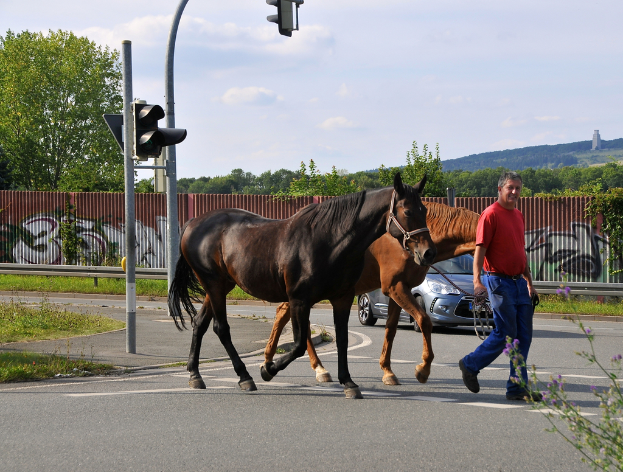 Eine Person führt zwei Pferde an der Straße, während im Hintergrund ein Auto, ein Zaun und Bäume zu sehen sind.