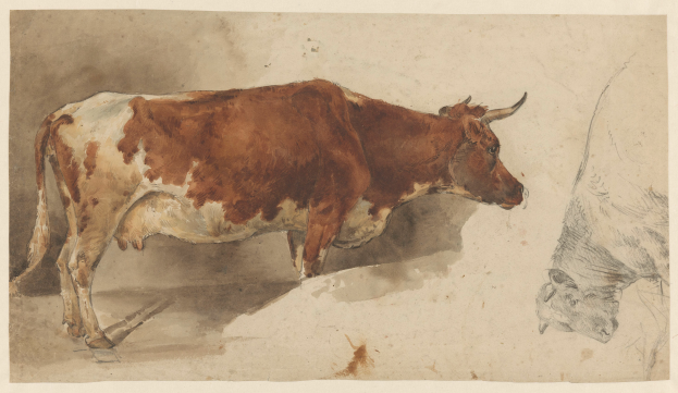 Eine braune und weiße Kuh steht aufrecht mit erhobenem Kopf und aufgestellten Ohren neben einer anderen Kuh, die wegschaut, beide auf einem Blatt Papier mit Text.