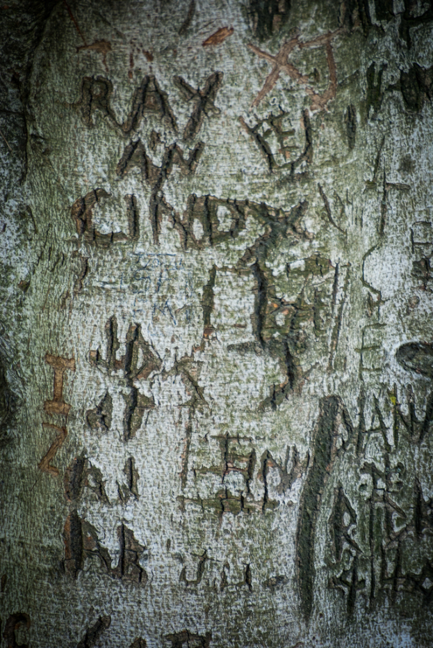 Text ist auf der OberflÃ¤che eines Baumstamms sichtbar.